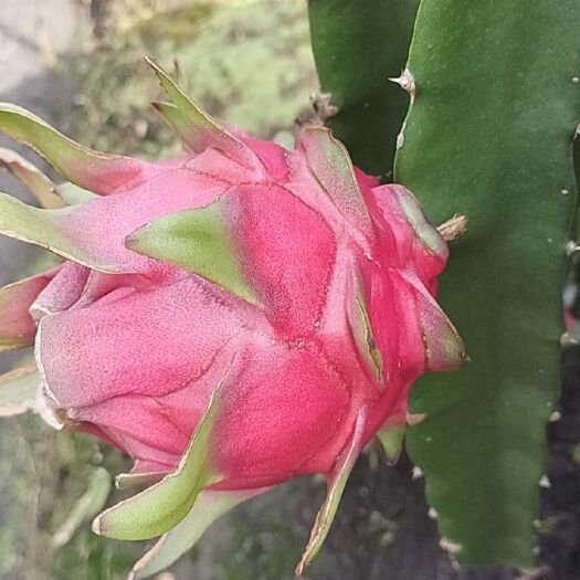 遂溪县火龙果