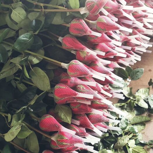 昆明玫瑰鲜花