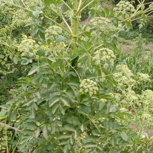 蓬溪县两年移栽白芷种子种子纯发芽率高