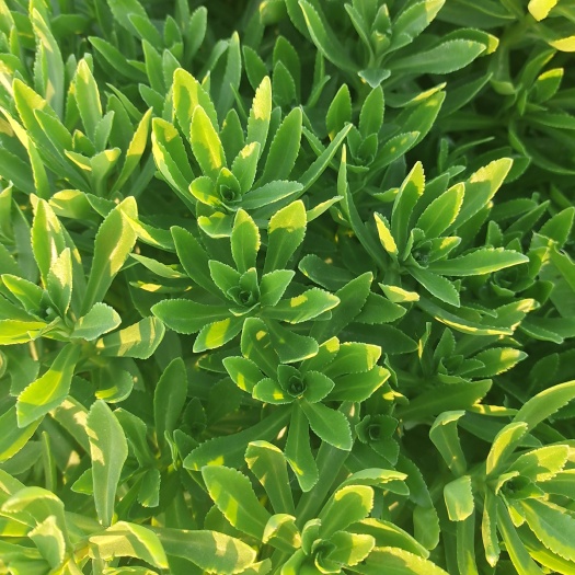 巨野县救心菜