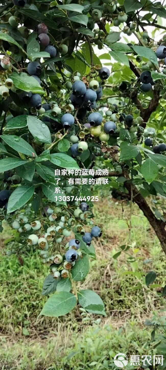 自己种的蓝莓 无污染