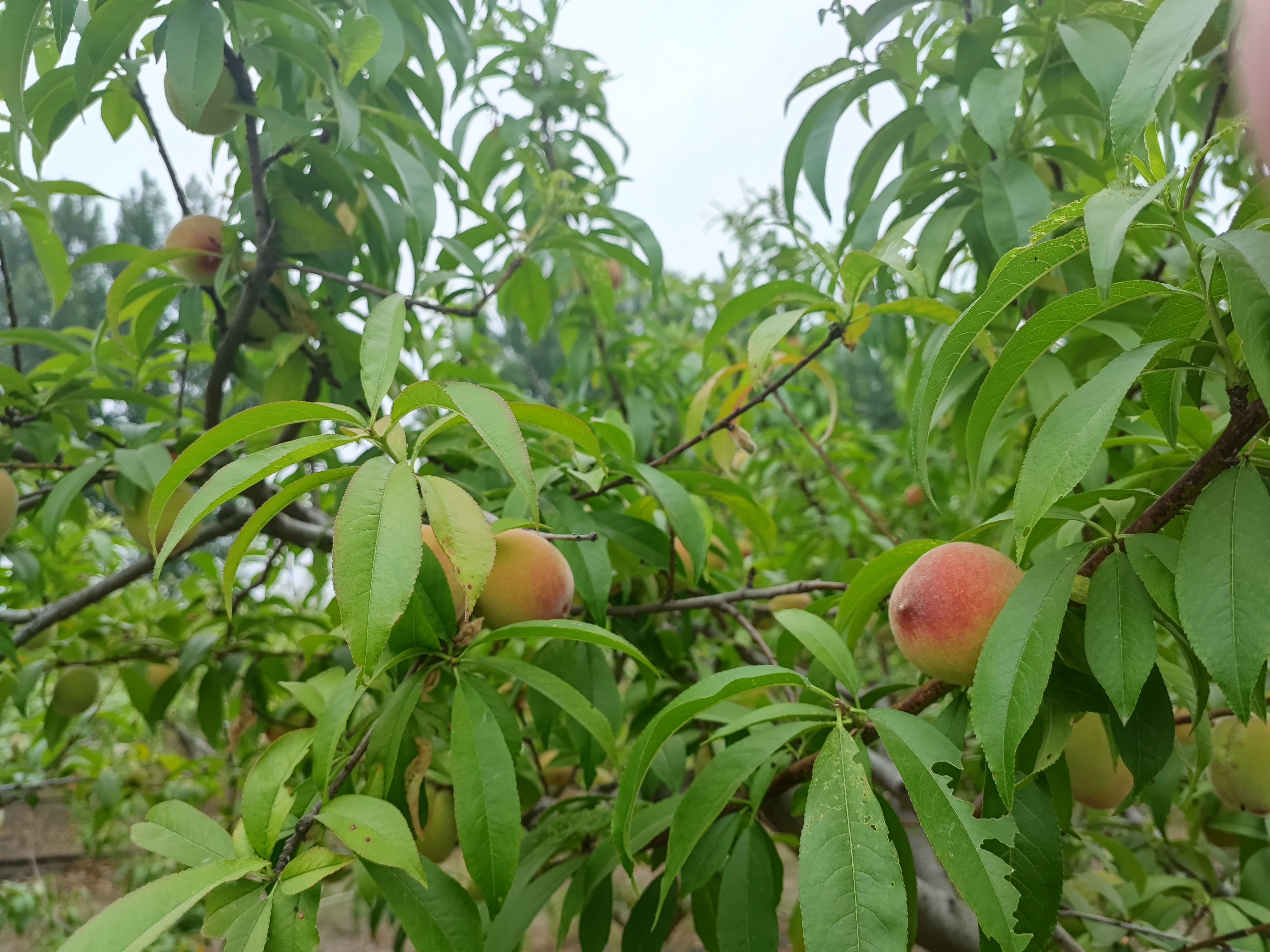 自家种的百亩桃园。地址，范村乡南两公里，河堤南岸！