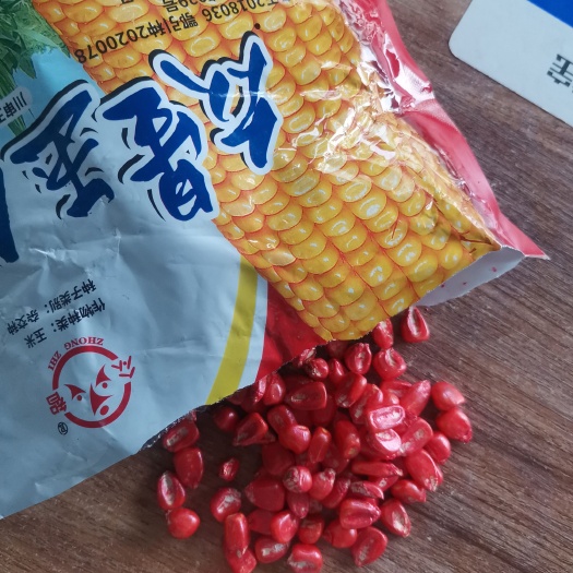 【矮脚】玉米种子 棒子均匀产量高偏红色的棒子，石头缝都能生长