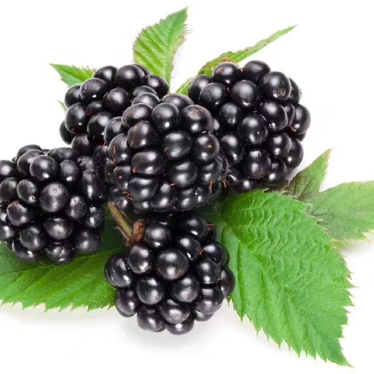 新鲜黑莓甜美多汁，营养价值高