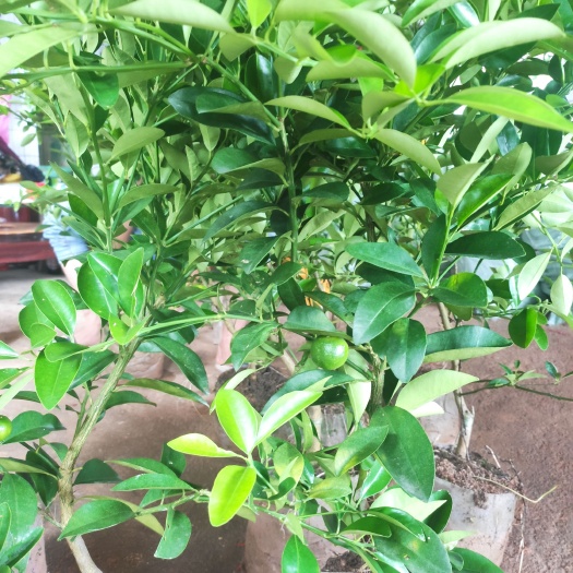 灵山县金橘杯苗带果发货