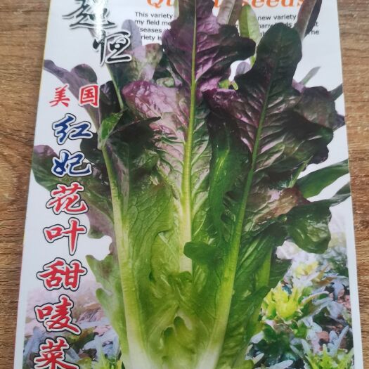 南宁耐热，抗寒，抗病早熟美国红妃花叶甜唛菜，阳台露天都可种植