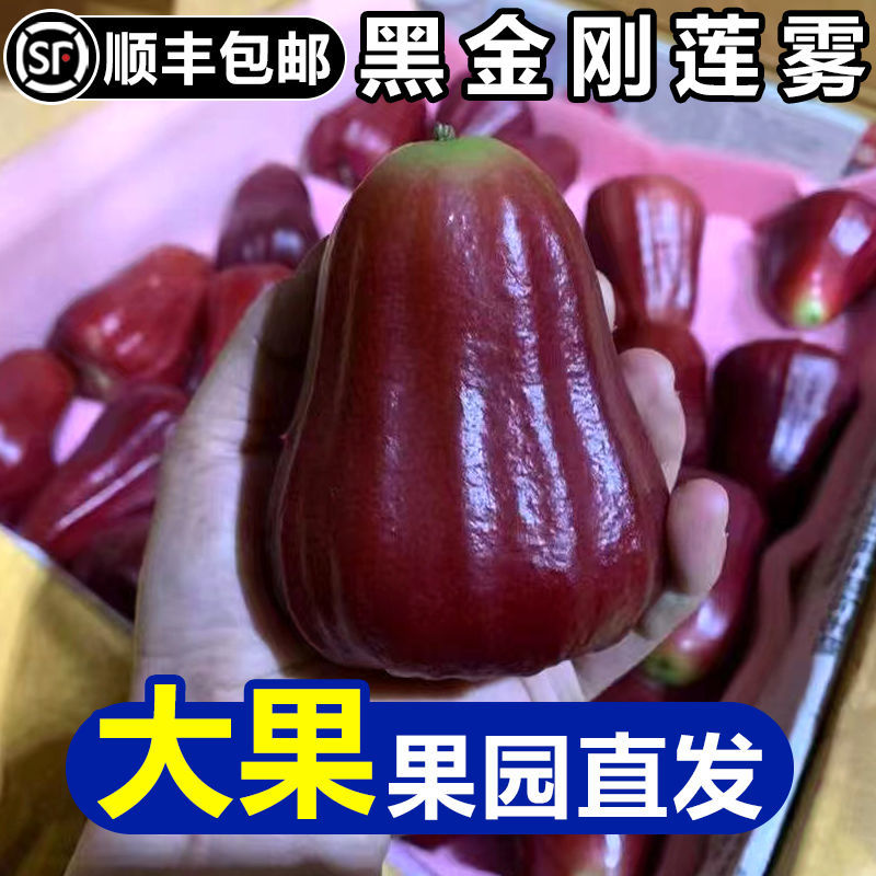 ?？诤Ｄ虾诮饎偵忟F新鮮水果應季海南特產蓮霧果1-5斤包郵