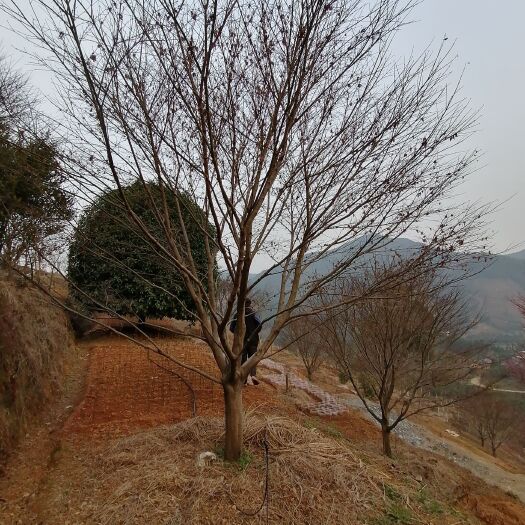 全州县中国原生红枫