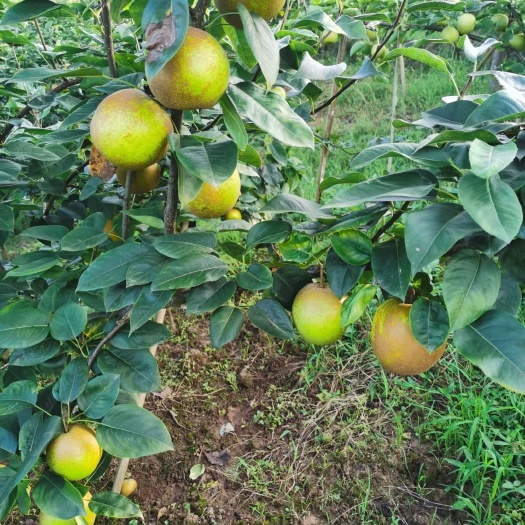 重庆市重庆开州翠冠梨