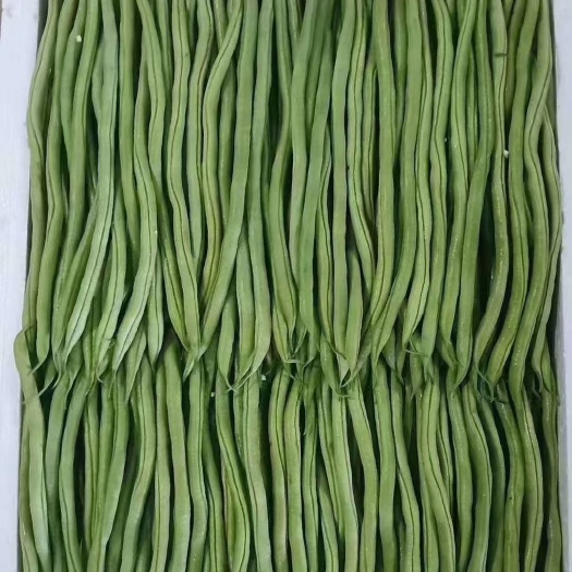 昌宁县无筋豆角，  豆王，