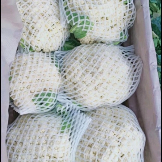 张北县青梗散花 尚义松花菜 散菜花