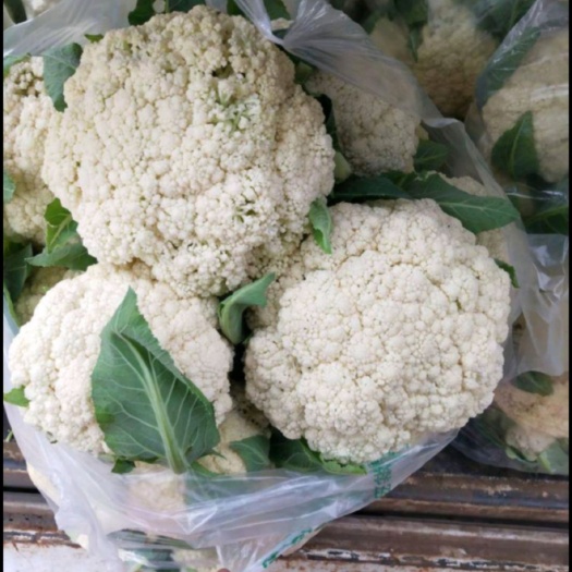 张北县青梗散花 万全松花菜 散菜花