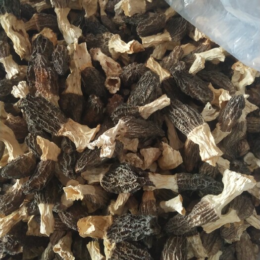 隆化县羊肚菌