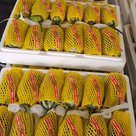 莘县久红瑞甜瓜