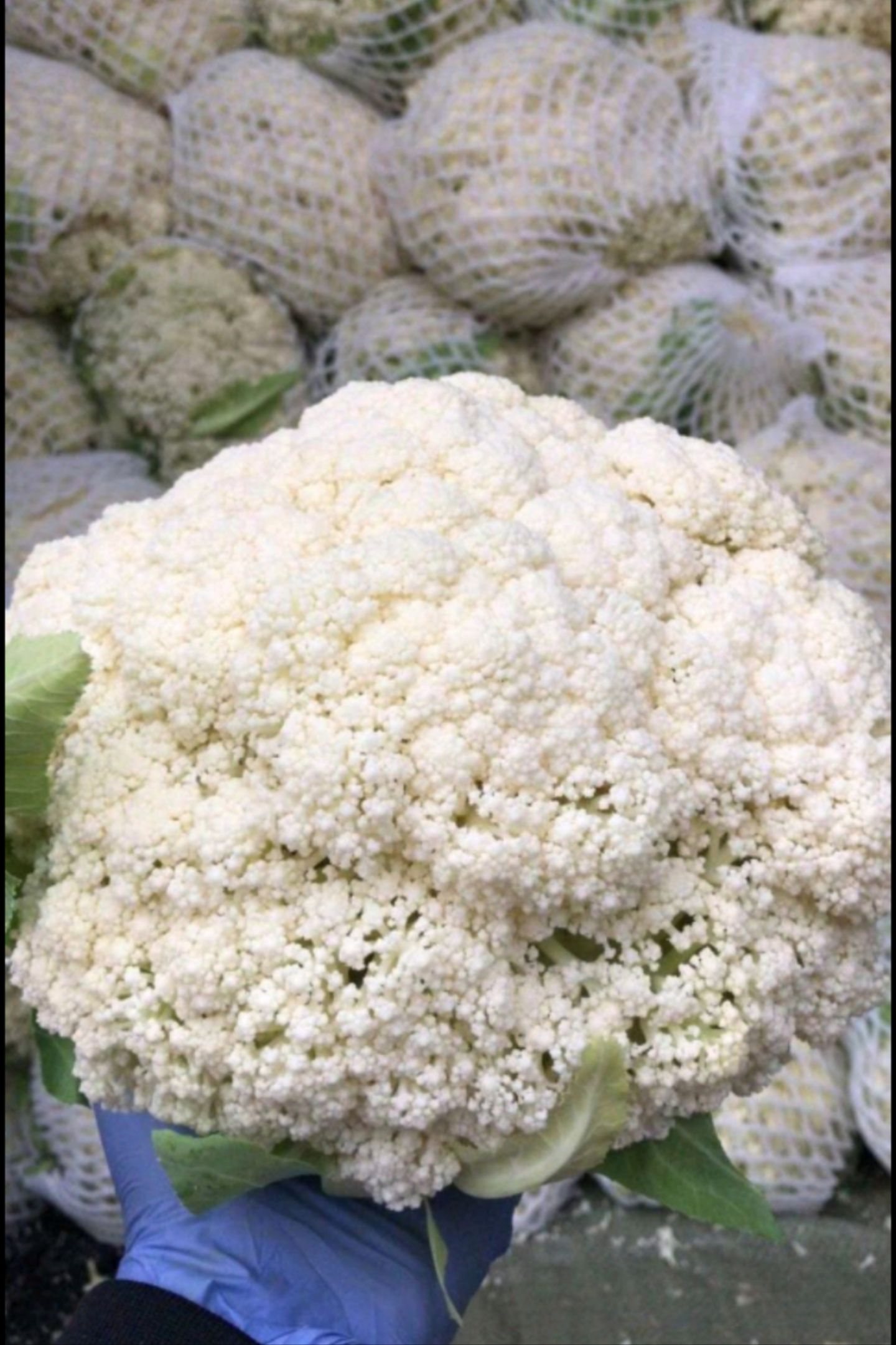 青梗散花 康保县松花菜 散菜花