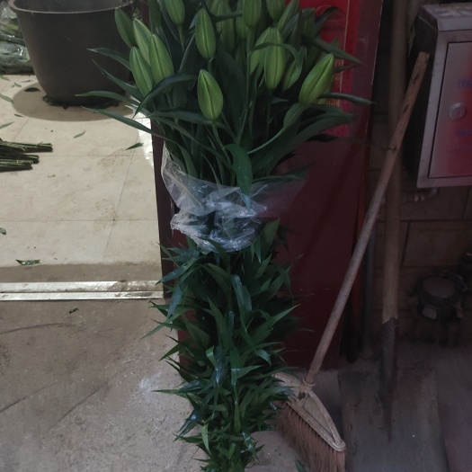 昆明百合金砖多头