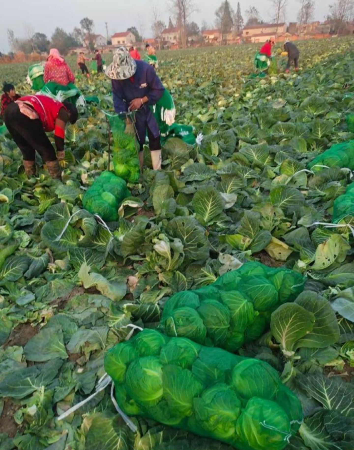 绿甘蓝 万全圆白菜 圆包菜