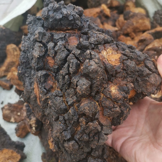 波密县西藏：桦树茸丶桦树泪，西藏直发