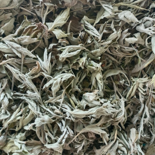 乾县艾草