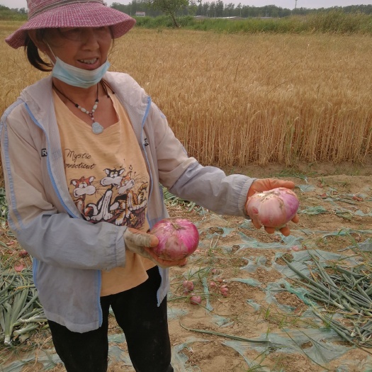 泗阳县红皮洋葱，自产自销