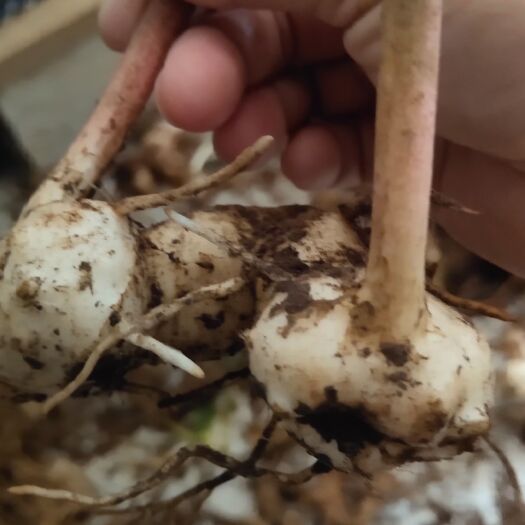 成都黄精苗