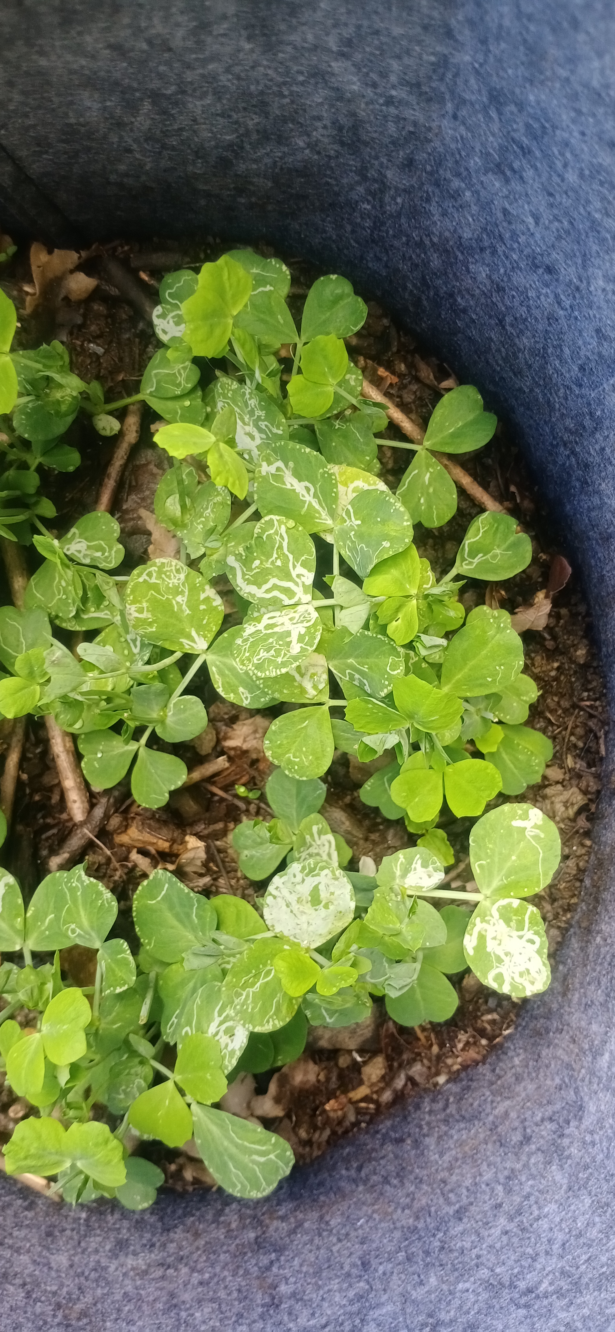 你好老师我种的豌豆尖叶片变成这样了我发现了有蛞蝓在上面请问叶片上