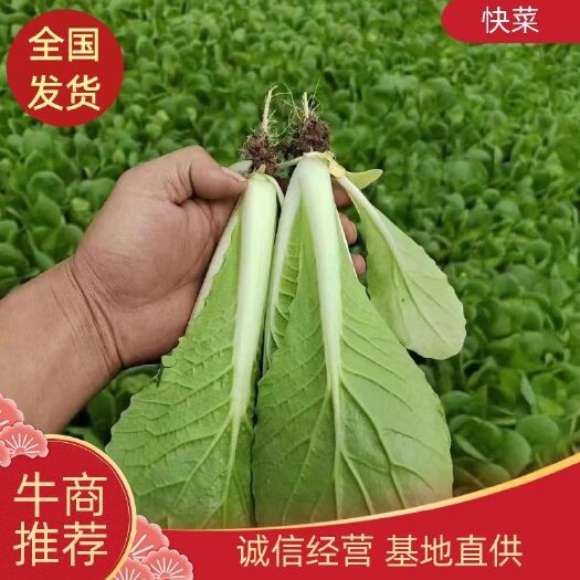 曹县小白菜