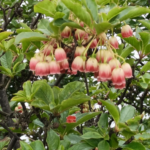 浏阳市灯笼花