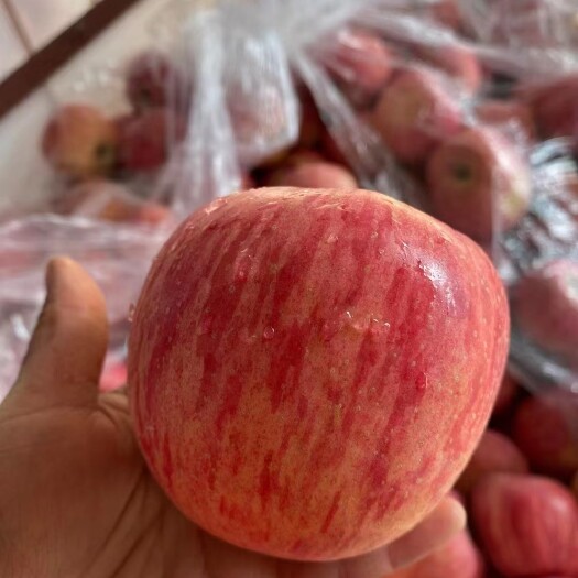 山东红富士苹果常年批发，条纹片红货源充足，口感脆甜