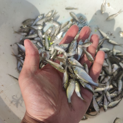 郑州郑州鱼苗 白鲢苗4-5厘米