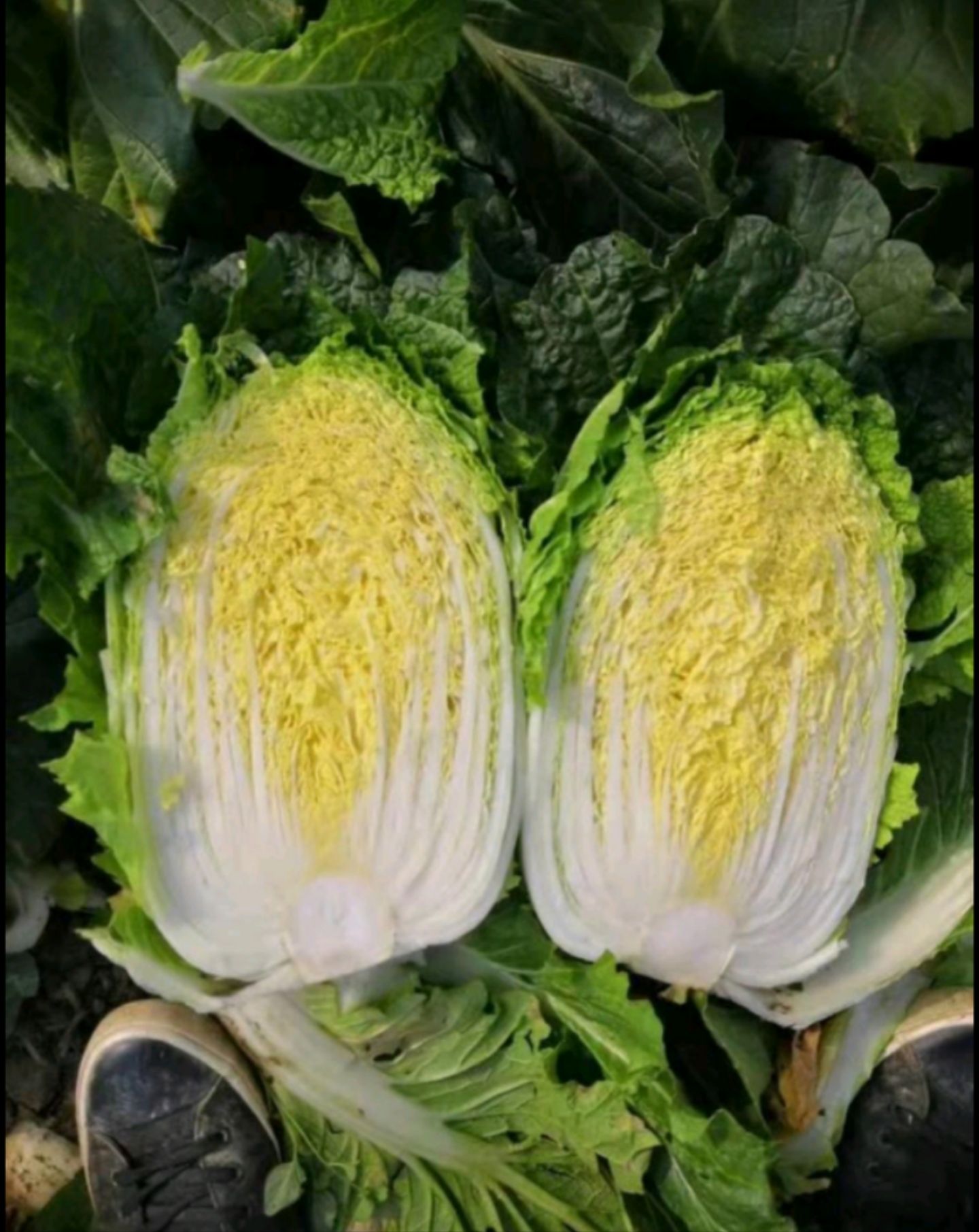 大白菜 康保县大白菜 玲珑黄大白菜