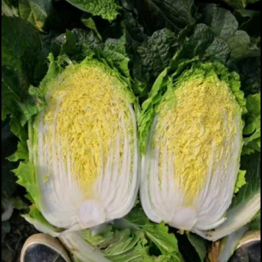 张北县大白菜 康保县大白菜 玲珑黄大白菜