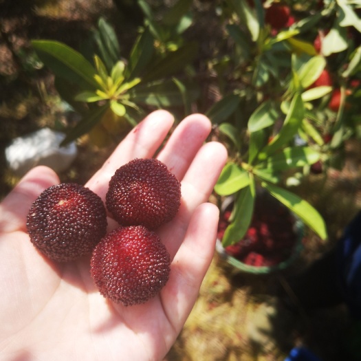 仙居品种黑炭荸荠杨梅种植二十几年树顺丰冷链到达