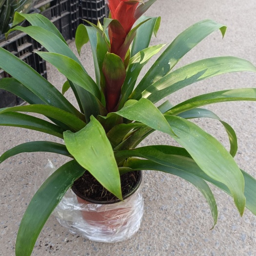 青州市凤梨，四季常绿，冬春季室内观赏花卉，美丽多姿。喜高温，半阴。