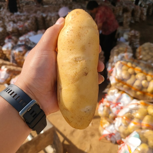 沂水县荷兰土豆，电商货，市场货，产地直销，个头大，颜色好，质量保证