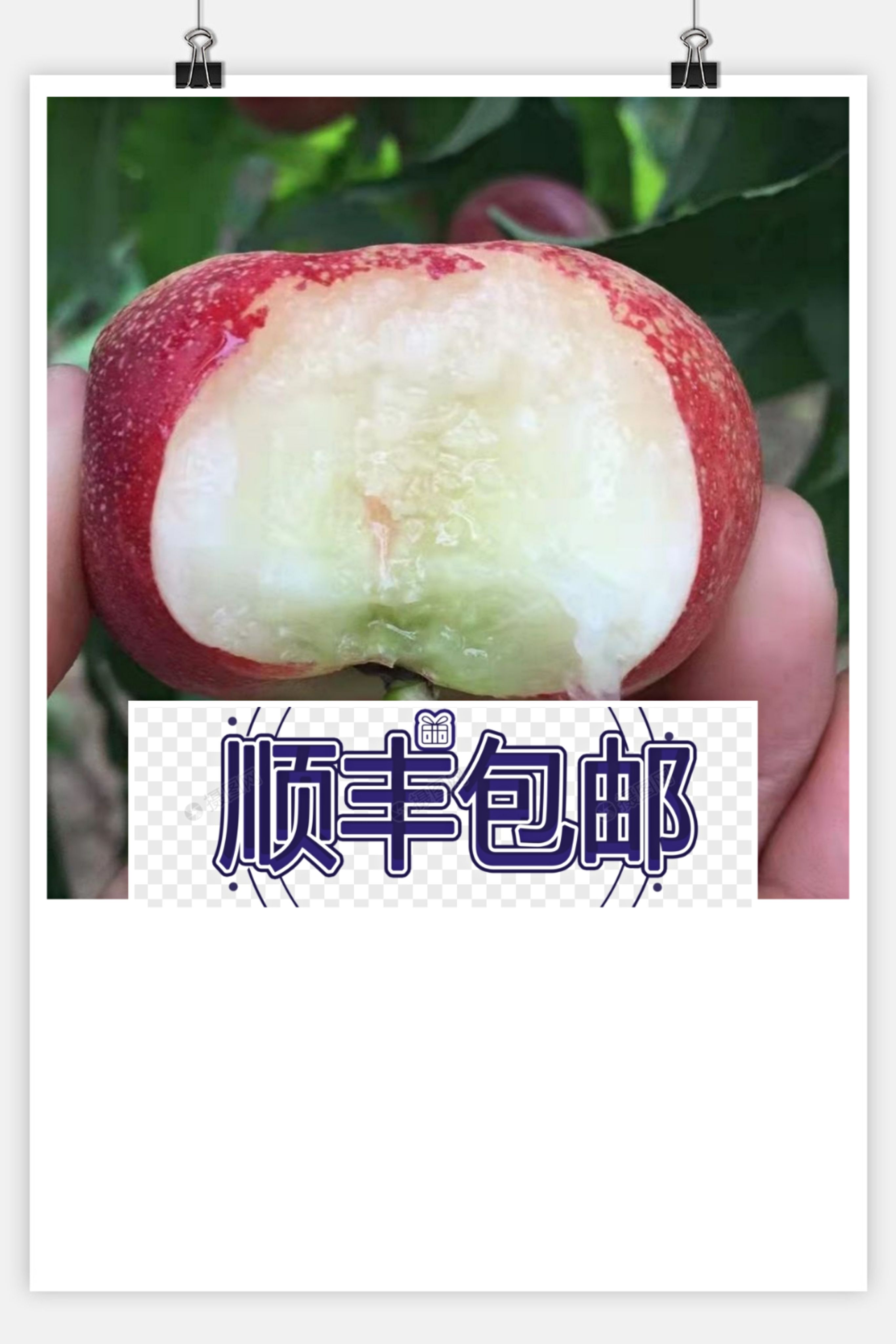 现摘精品油蟠桃预售   量大可批发