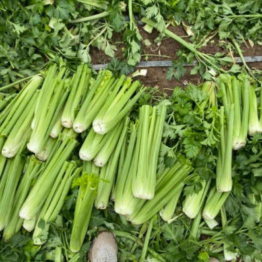 康保县芹菜 尚义县芹菜 西芹