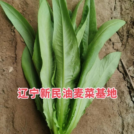 新民市精品油麦菜基地直发，欢迎前来洽谈合作！代办一条龙服务！