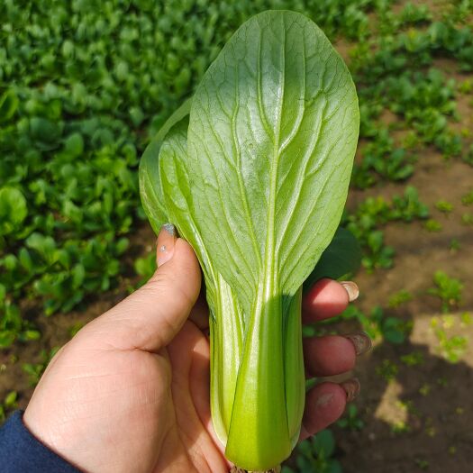 曹县上海青