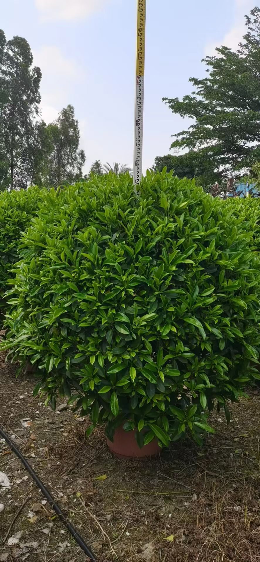 非洲茉莉1.5－1.8米