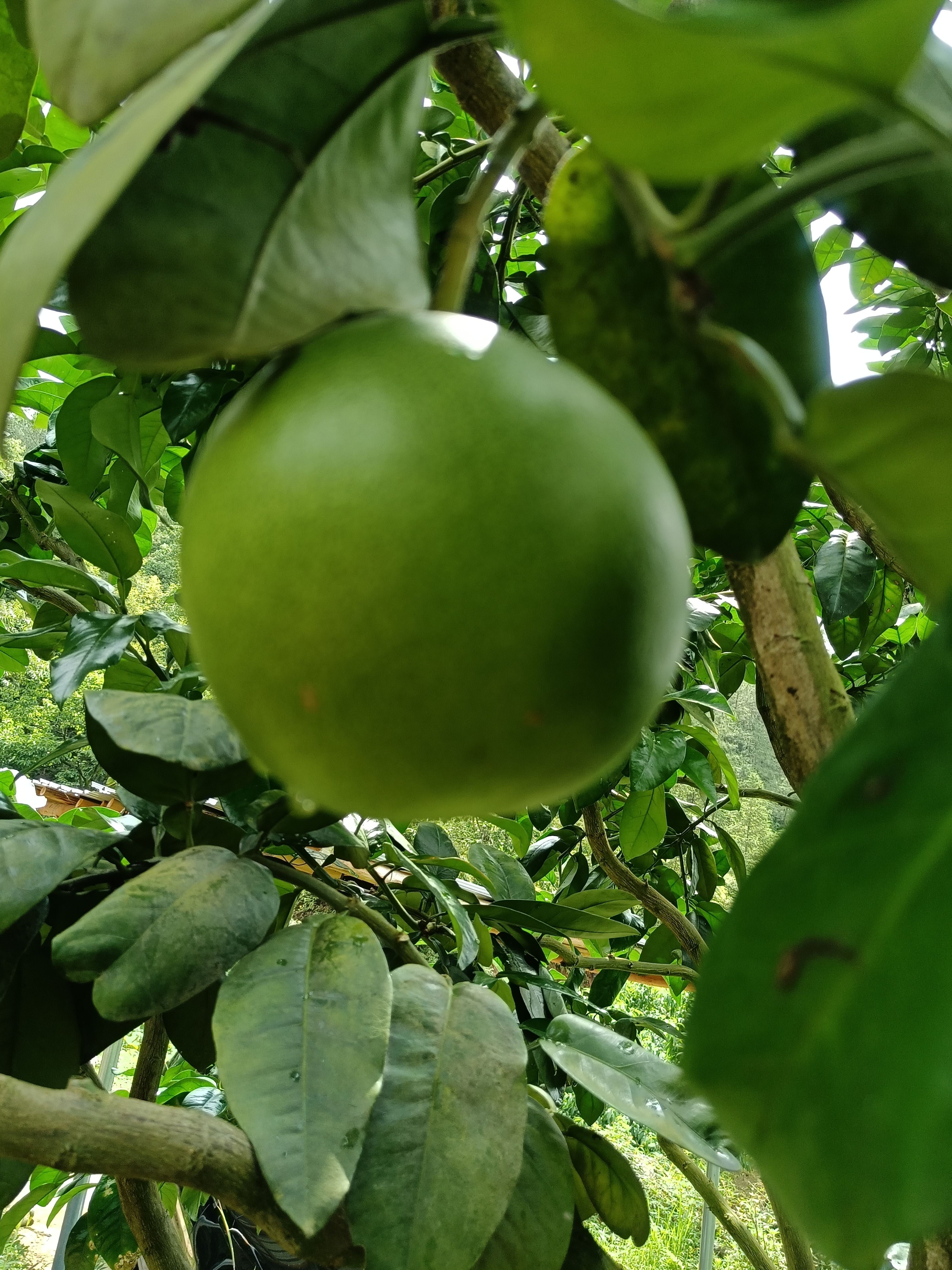 三红蜜柚