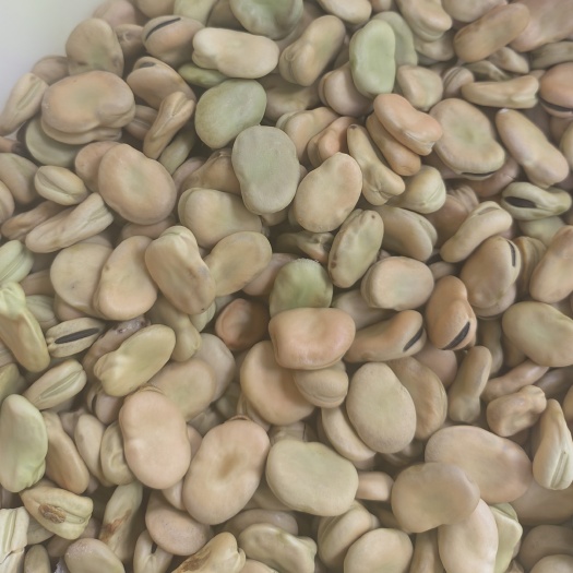中江县蚕豆胡豆四川本地干胡豆