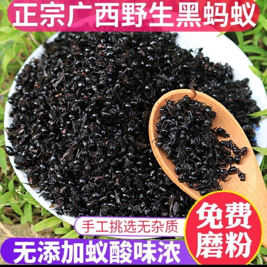 黑蚂蚁 黑蚂蚁 干净 拟黑多刺黑蚂蚁 地道中药黑蚂蚁