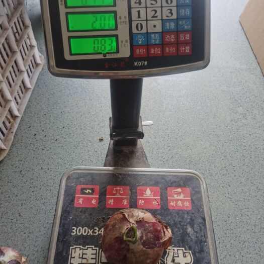 岐山县洋葱，红皮洋葱