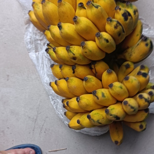皇帝蕉小米蕉