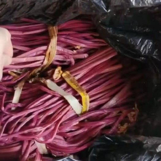 丘北县泡蕨菜 紫蕨菜