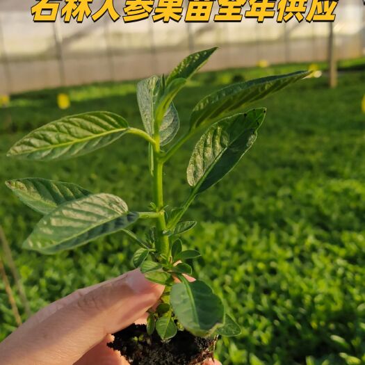 石林县人参果苗
