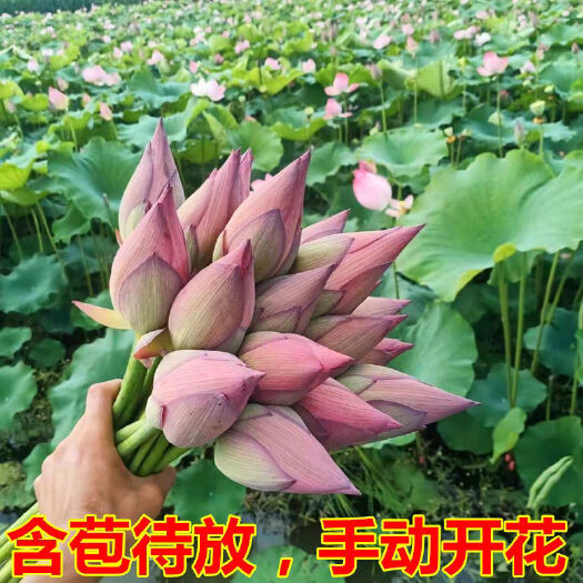 永州莲花新鲜荷花现摘湖南红莲花苞带杆发货观赏食用鲜花切花花束花卉
