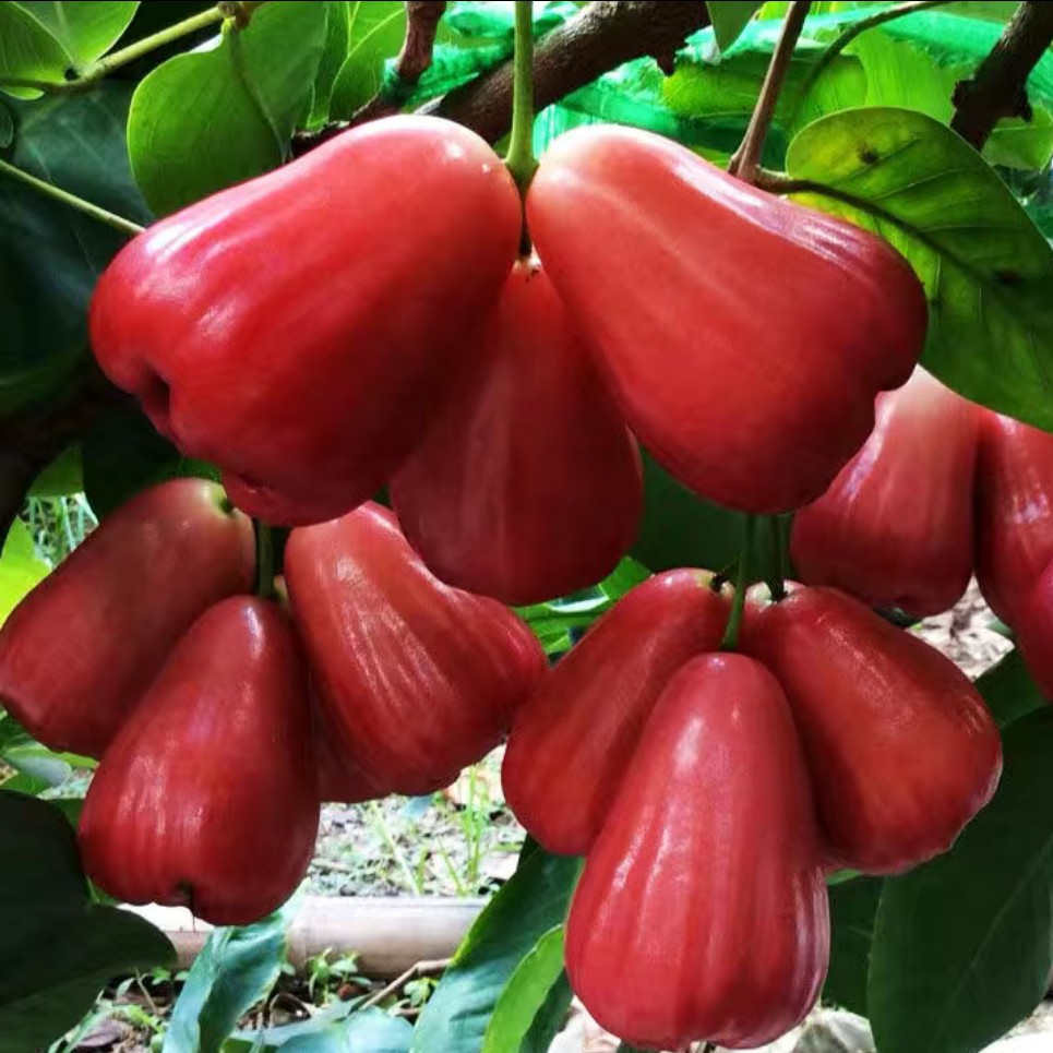茶茶果苗場(chǎng)
