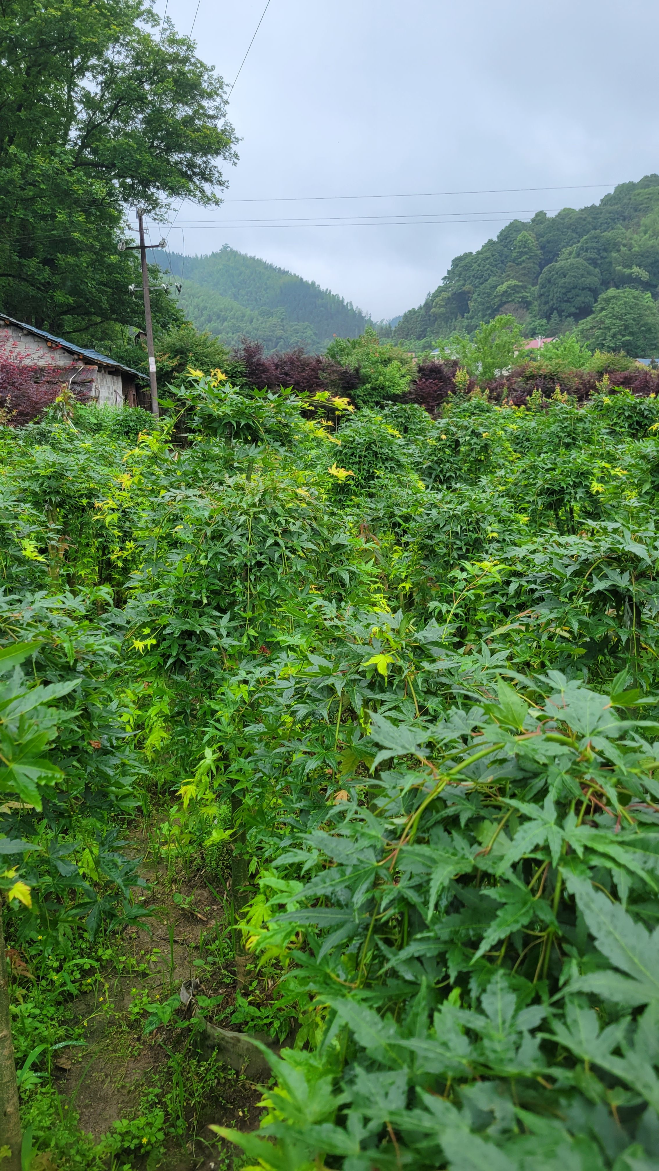 流泉枫树，垂枝，跟柳树帮枝条，春，夏绿色，秋节，红叶似火